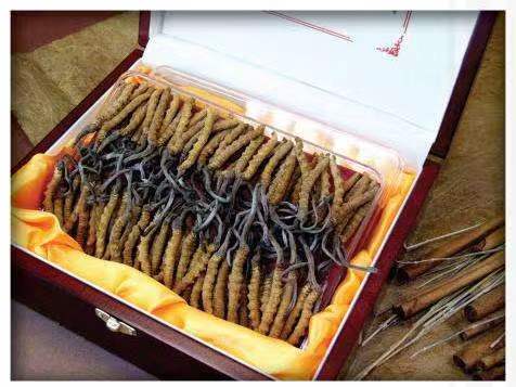 南明冬虫夏草回收